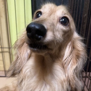 風太（ふうた）