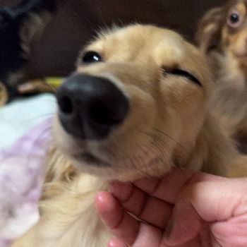 つくし