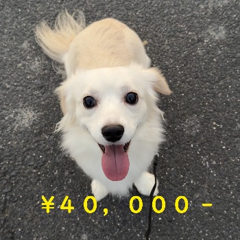 幸太（こうた）