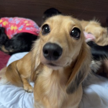 つくし