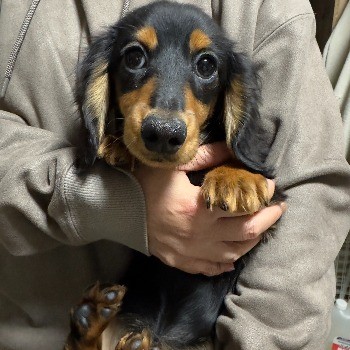 いちごちゃん（仮名）